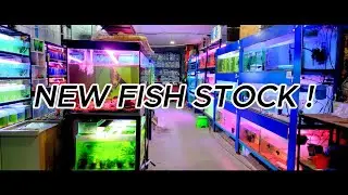 Fresh Arrival! New Fish Shipment at Our Aquarium Store 🐠