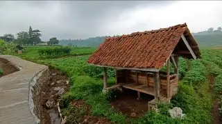 Endless Sweet Potato Fields in Indonesia | Calm Morning Village Life