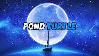 Govana, Dj Mac - Pond Turtle (Lyrics) WYFL RIDDIM