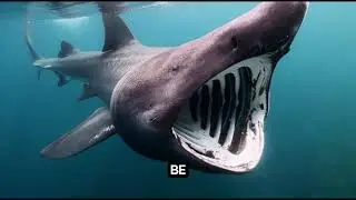 The Basking Shark(Cetorhinus Maximus)