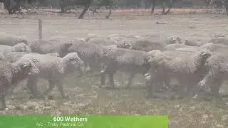 Trilby Past 600 Wethers 02 12 25
