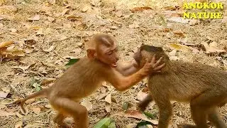 SO funny! Axel playing with baby monkey in Amber troop | Angkor Nature