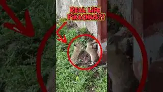 Pok&eacute;mons Are Real?! Meet the Real Animals Behind Them!