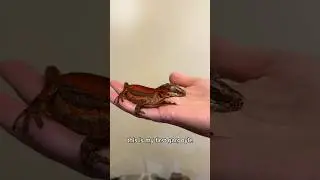 Распаковка ящерицы! Распаковываю геккона-гаргулью от @TikisGeckos #gargoylegecko #распаковка