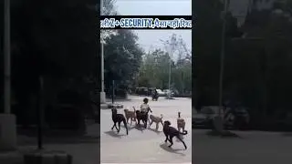😱असली Z प्लस सुरक्षा देखी है कहीं ❓| #song #trending #feedshorts #animals #humanity #yt #youtube