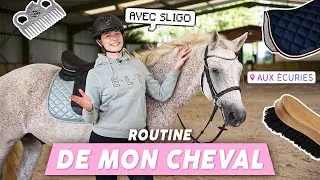 SLIGO EST DE RETOUR DANS MES ÉCURIES 🤩💗 routine avec lui avant une séance ! #equestrian 