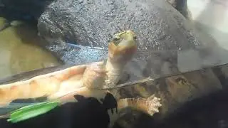 McCord's box turtle saying hello at Philadelphia Zoo August 2023