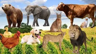 🐄 Animal Sounds Song | Cow, Sheep, Horse & Farm Animals for Kids | Kutkut ABC