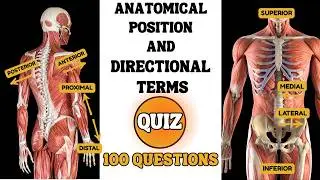 Anatomical Position and Directional Terms QUIZ: Fast & Advanced