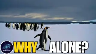 Why This Penguin Walked Away to Die | The Science Behind a Viral Mystery😯