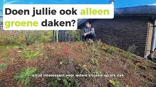 De ultieme gids voor groene daken: groen, mooi en rendabel!