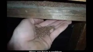 Termites gone mad!