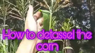 How to detassel the corn