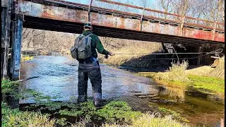Fly Fishing Tiny Nebraska Creek for Aggressive Trout!