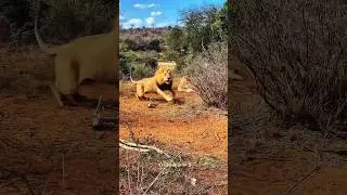 Lions of the Tsavo Park do not forgive people #edit #animals #lion