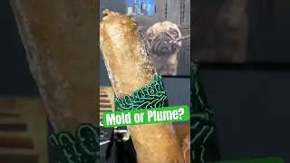 Plume or Mold? #cigar #pssita #shorts