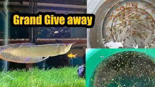அனைவருக்கும் வண்ண மீன்கள் -Free|Erode|AJL Aquarium |Jayaraj |#petslovechannel