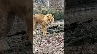 Kyro, the Li-Liger, with his after-Christmas tree.