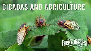 The 2021 Brood X Cicadas' Effect on Agriculture  |  MD F&H