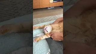Как растянуть кошку