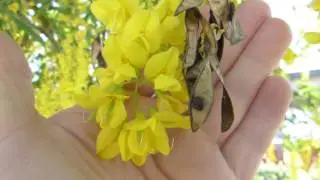 Goldenchain tree (Laburnum anagyroides)