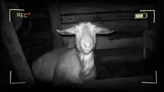 La chèvre pas(ra)normal
