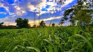 🌾 Village Nature Beauty in 4K 120FPS | Green Fields & Sunset Sky 🌅 | Ultra HD Slow Motion
