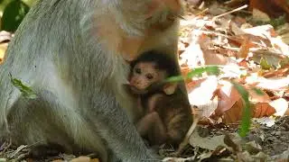 Looks So Lovely Newborn Baby Monkey Basil