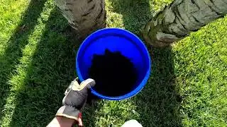 Bat Removal in Kissimmee Florida
