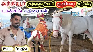 #அந்தியூர் குருநாத சாமி கோவில் குதிரை திருவிழா / ₹5000 முதல் குதிரை விற்பனை #குருநாதசாமி #குதிரை