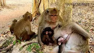 Merry with Maci Vs Maria and Maddix, Meeting monkey Maria meet Maria, Maci meet Maddix