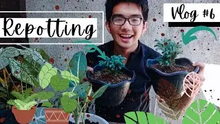 VLOG | 06 | Repotting Plants from La Trinidad Orchidarium