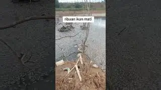 apa yg terjadi di danau dekat PT Xin poly industry Punggur ikan ribuan mati🤔