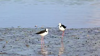 Pied stilt - Long Bay