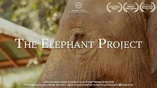 Elephant Tourism In Thailand - 