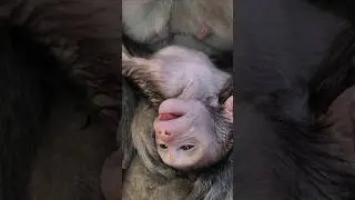 hmm! adorable lovely cutie baby monkey 🐒 Jagger deep sleep #shortvideo #shorts #viral