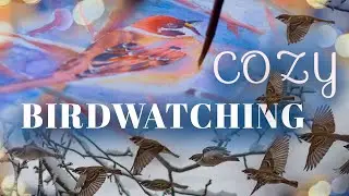 Cozy Winter Birding: Watching Sparrows & Watercolor Painting