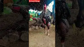java aseel murga #short video 1 baji winner aseel murga 2022