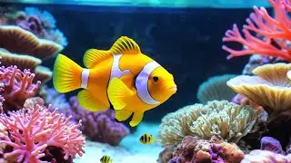 Silent Reef Stream &ndash; Continuous Ocean Calm in 4K UHD