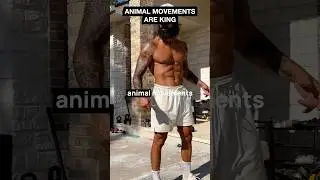 Animal Movements: 5 Reasons Why