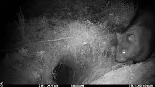 fox and wombat