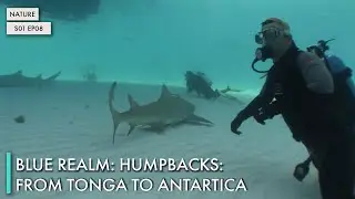 Blue Realm: Humpbacks: From Tonga to Antartica