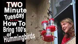 EASY Recipe Feeding 100's of Hummingbirds Nectar Food Bees Feeders Tame birds