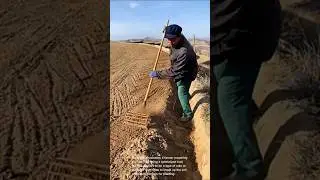 Preparing soil for planting: using specialized tool to cultivate land