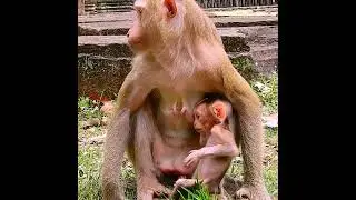 So cute tiny baby monkey living gentle mother
