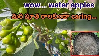 Nursey mela లో తీసుకున్న water apple plant… fruits start అయ్యాయి