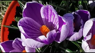 Crocus vernus King Of The Striped, a flower with such a striking colour that looks hand painted