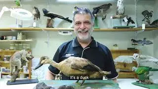 Pacific Black Duck | Little Learners | Queensland Museum Network