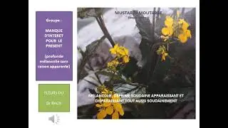 Mustard, la Moutarde, @AmeDesFleursGu&eacute;risseuses