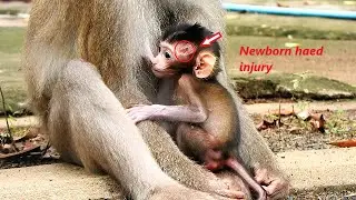 Million pitiful Newborn baby monkey injury head - Hybrid Just born monkey crying for milk